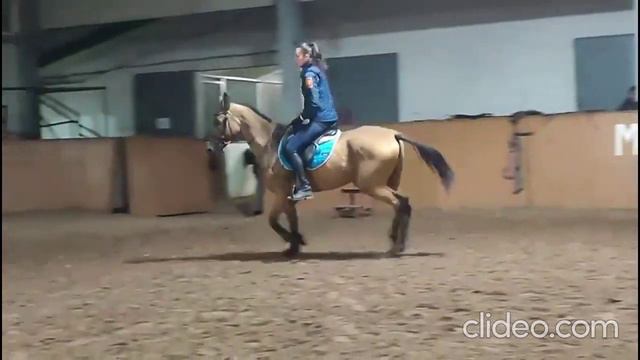 Ахалтекинская кобыла. Арт.: 0252