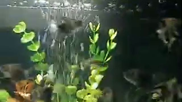 Akvarium Bitola 2
