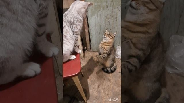 ПроЗверюшек.Тактика Пусика.Сделать вид что ушёл и потом напасть.mp4