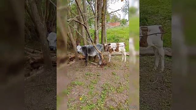 Деревенские будни! ЛПХ ИванушкОвы#деревня#коровы#козы#выпас#сельскоехозяйство#крс#мрс#