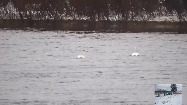 Мотоблок бездорожье едет по снегу.белые лебеди на открытый реке