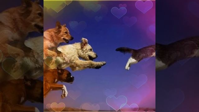 Кошечки "и" собачки (псы)????