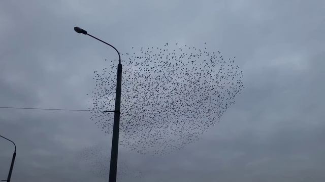 Скворцы  над Южным