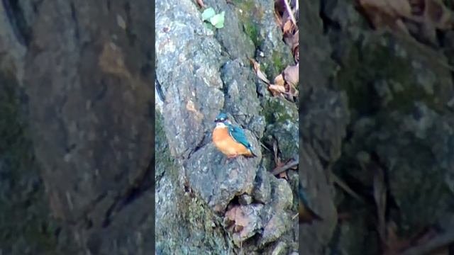 kingfisher birds bird birdwatching birdlovers birdlover птицы птица птичка カワセミ