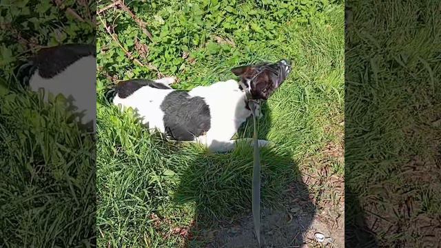 Вольт: от полного паралича до первых шагов - невероятное восстановление! 🐾