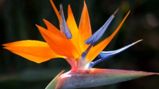 STRELITZIA  -   BIRD  OF  PARADISE  FLOWER  - !