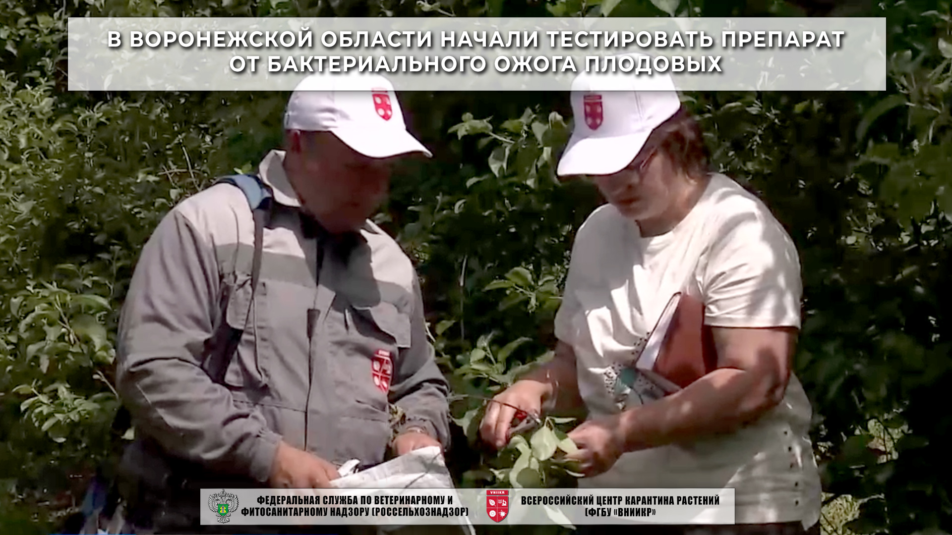 В Воронежской области начали тестировать препарат от бактериального ожога плодовых