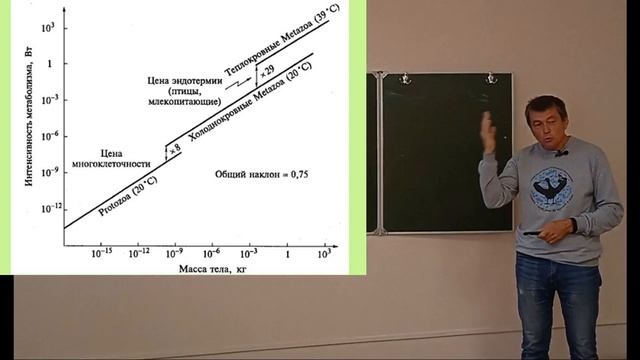 Зоология беспозвоночных. Лекция 2. ч. 1. Возникновение многоклеточности. Низшие животные