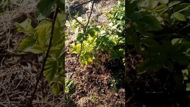 Цветёт ежевика, скоро ягодка.