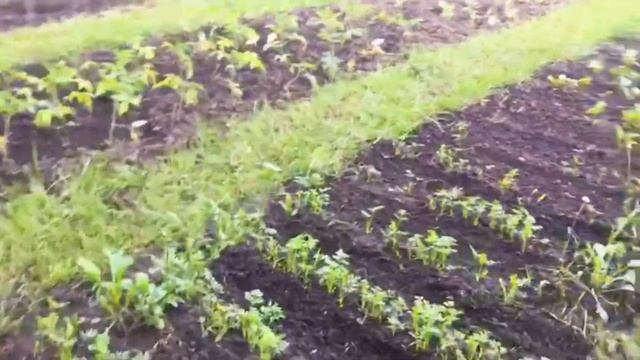ДАЧНЫЙ ВЛОГ: 7.06.21 КУРСК. ПОЛИВ ГРЯДОК