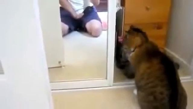 Кот и зеркало от РУССКАЯ ПРИРОДА