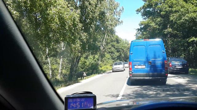 Дикие кабаны выходят к людям