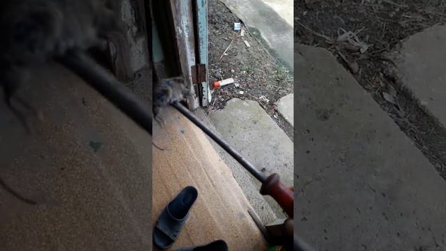 +18  труп мышка в доме на даче  28 09 2019