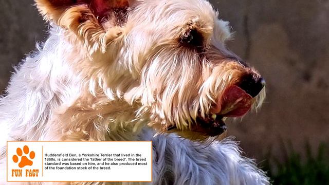 Dogs 101 - YORKSHIRE TERRIER - Top Dog Facts About the YORKSHIRE TERRIER