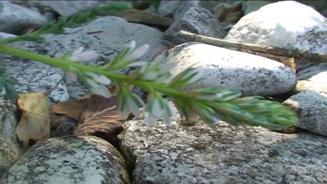 Myricaria germanica @ Fiori e piante della montagna bellunese 05.08.2015