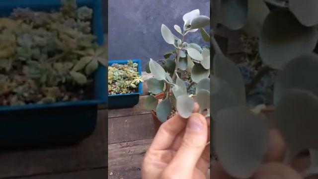 Cómo multiplicar suculentas por hoja y gajos - Instagram Live Microscopio #5