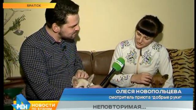 Бездомная собака стала знаменитостью благодаря бровям и обрела дом