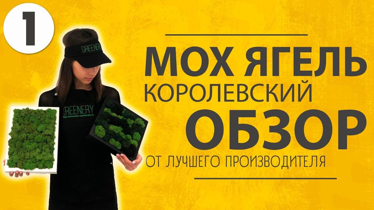 Обзор Ягель Королевский стабилизированный для интерьера