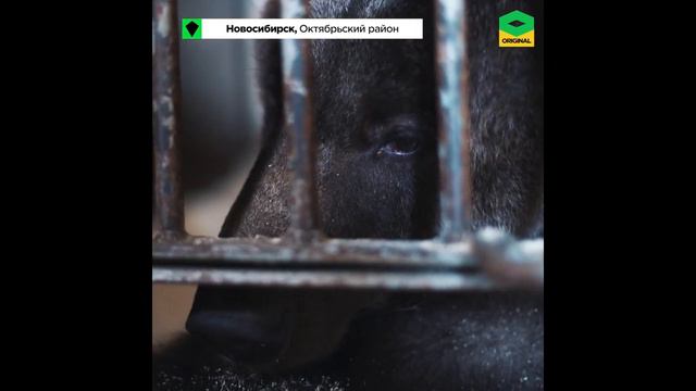 Новосибирский цирк выкинул диких животных на улицу вместе с дрессировщиками! Распространите видео
