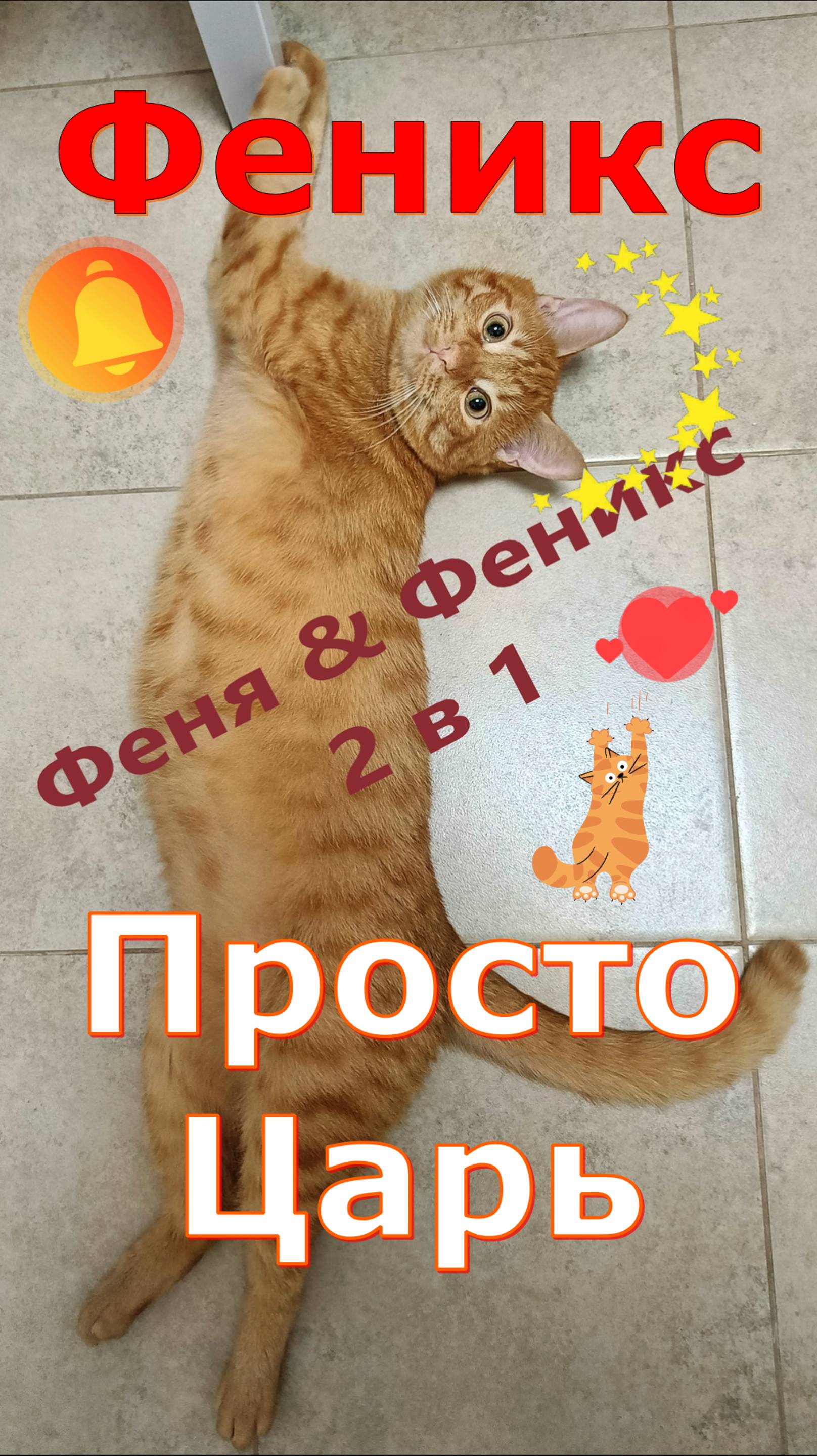 Кот Феникс. Просто Царь. Кот Феня, он же Феникс