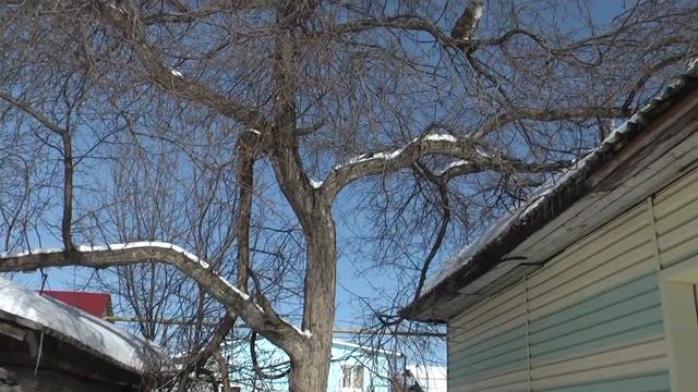 Весна. Коты прилетели. Картина маслом.