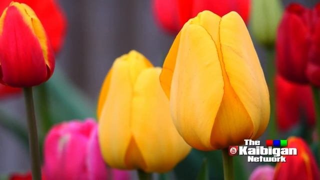 PRO 76 Meditation,Relaxation,Spa,Sleep,Study,Music,4K,Radio,Streaming,