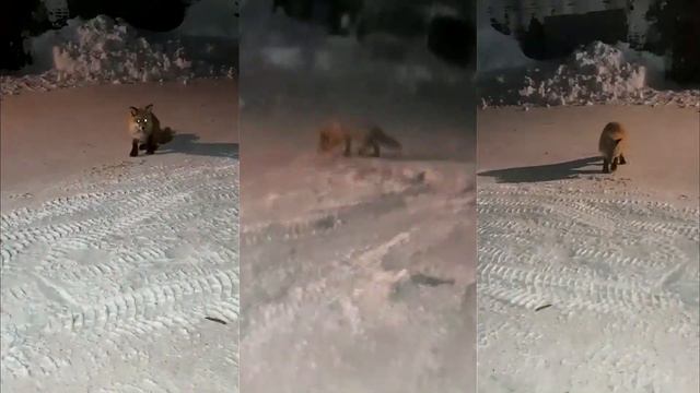 К НАМ ПРИШЛА ЛИСИЧКА