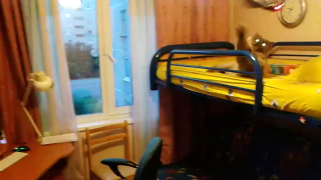 Кот и летучая мышь
