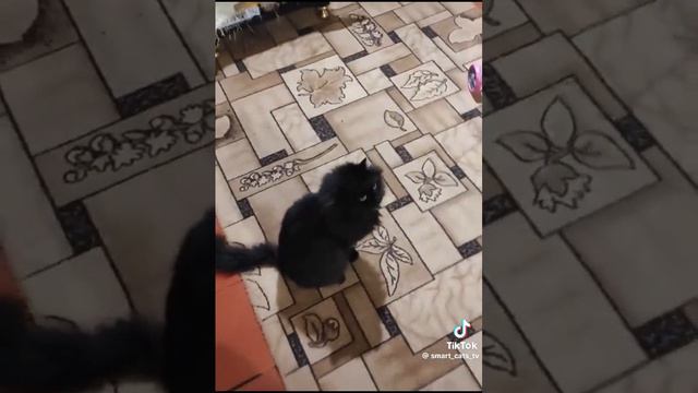 КОТ ВЕЗЁТ КОТА НА ОБЕД 🐈