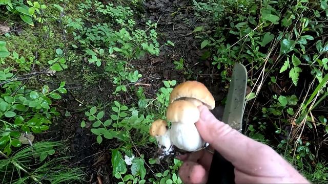За грибами в Карелии, Беломорский район, часть 2