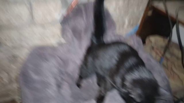 Сделал УЗИ Матильде,ничего не обнаружил)))))