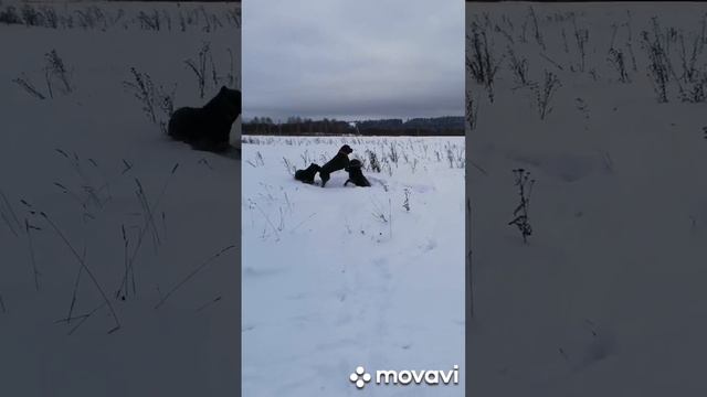 Уходящий день в 2022 году начался с тёплого денька, прогулки с хвостатыми🐾