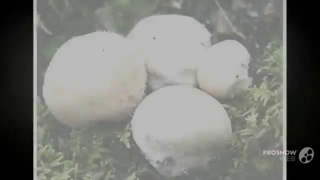 Lycoperdon pusillum - fungi kingdom