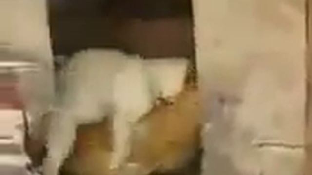 Щенок пытается трахнуть курицу ,прикол