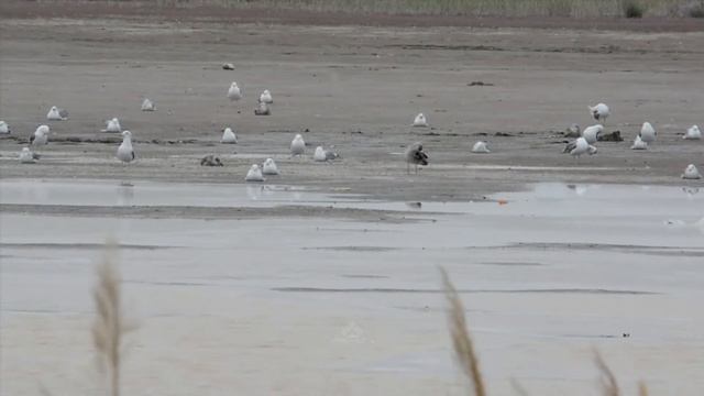 |Озера #Балхаш|•|#Балқаш көлі|•|Lake #Balkhash|