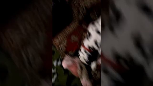Мой собака далматин! Обожаю его