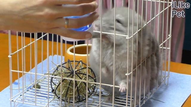 Интересные особенности шиншиллы