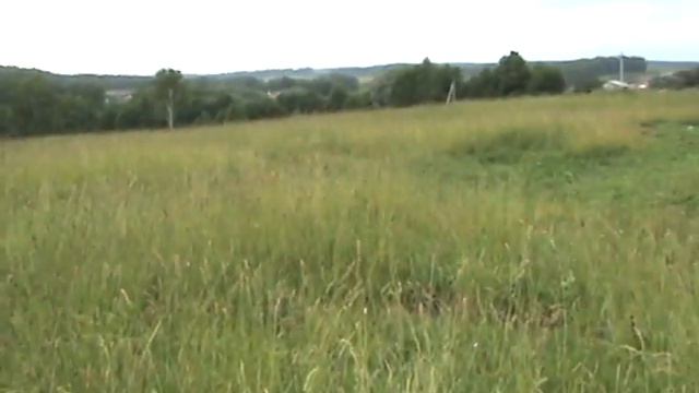 луговые травы.mpg