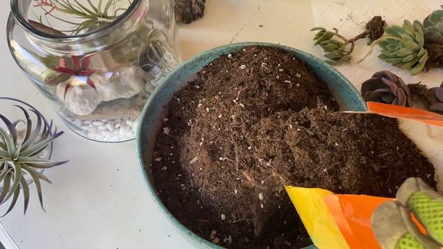 Mystery Succulent Unboxing | Succulent Bowl Arrangement