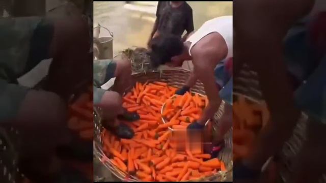Попросил помыть морковку
