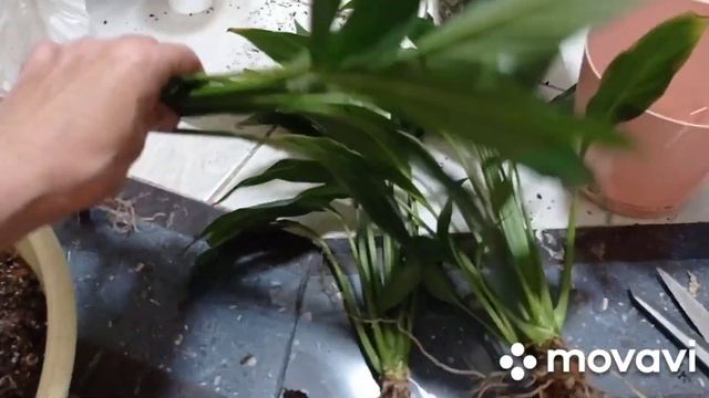 Комнатные цветы. Спатифиллум Сильвер Купидо... пересадка грунт для ароидных.