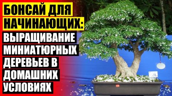 КАКИЕ УЛИЧНЫЕ РАСТЕНИЯ МОЖНО ВЫРАЩИВАТЬ В КВАРТИРЕ 💣 БОНСАЙ СОСНА