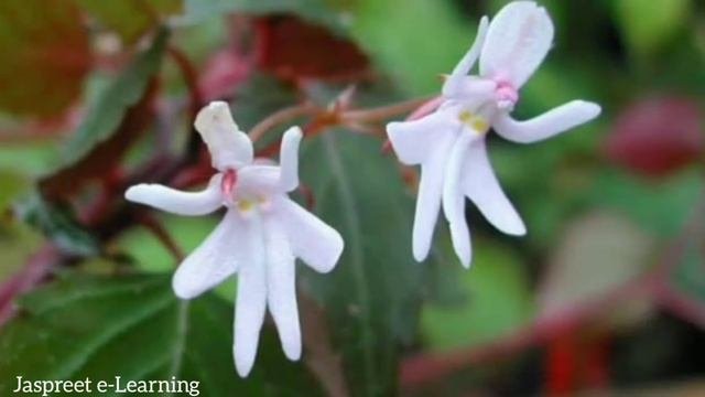 Beautiful rare flowers