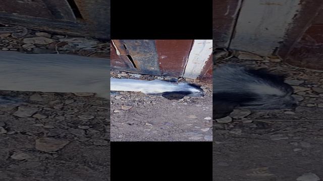 Нам исполнилось 52 дня