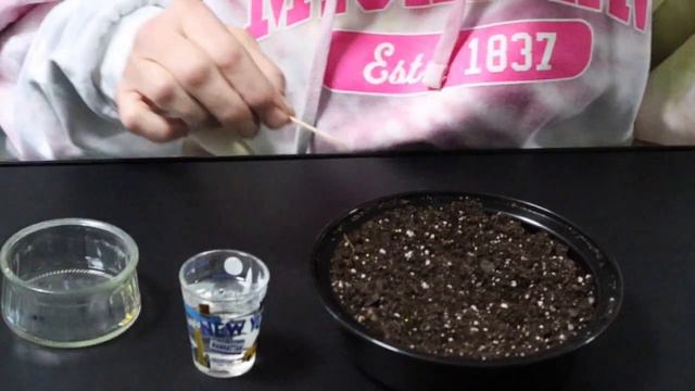 Starting Lisianthus Seeds 🌹🌹 // Gardening at the Simongetti North