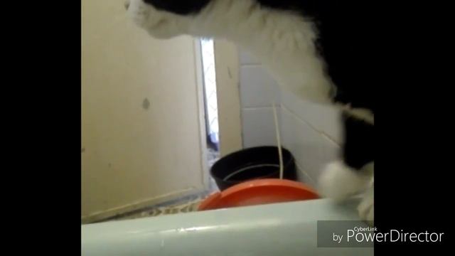 #как кот Феликс