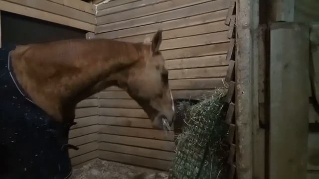 Конь Бобос ест из медленной кормушки.
