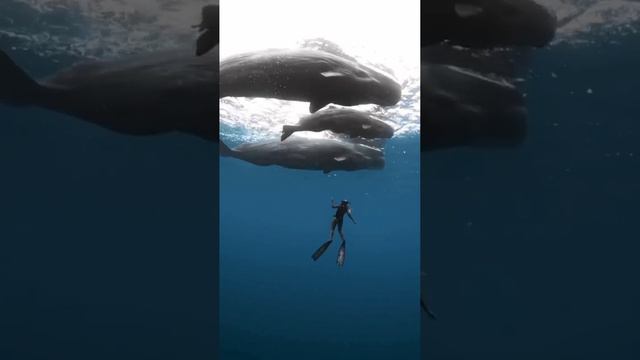 🐋 Маврикий 🇲🇺