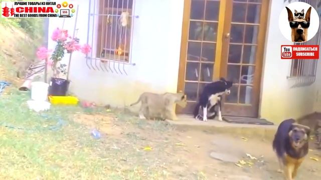 Веселые моменты из жизни черепахи, коты, собаки и многих других * Morsomme øyeblikk