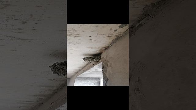 ласточкино гнездо в новом доме